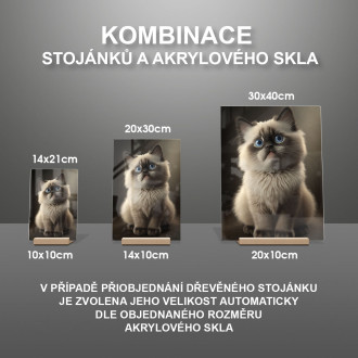 Ragdoll mačka akvarel