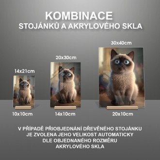 Tonkinská mačka animovaná