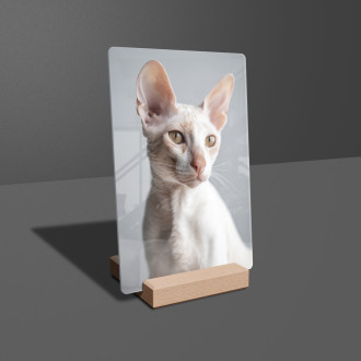 Cornish Rex mačka realistic