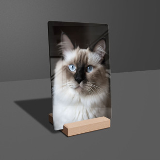 Ragdoll mačka realistic