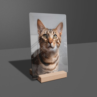 Ocicat mačka realistic