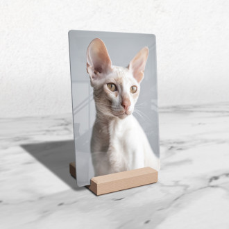 Cornish Rex mačka realistic