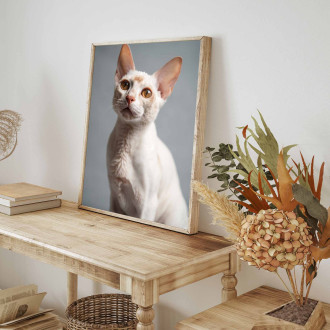 Devon Rex mačka realistic