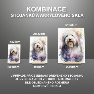 Starý anglický ovčiak akvarel