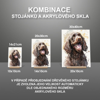 Írsky vodný španiel akvarel