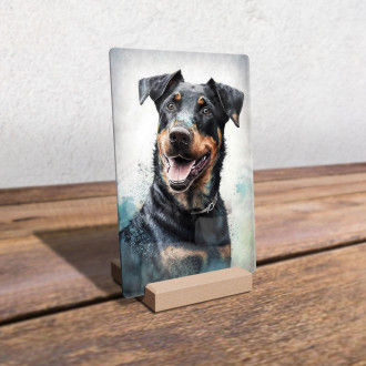 Beauceron akvarel