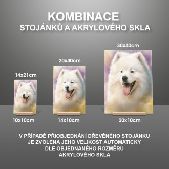 Samojed akvarel