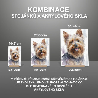 Silky Terrier akvarel