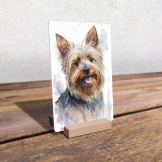 Silky Terrier akvarel