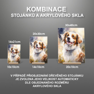 Holandský Kooikerhondje