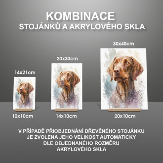 Wirehaired Vizsla akvarel