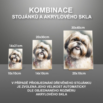 Shih Tzu akvarel