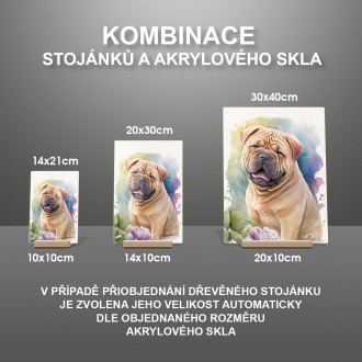 Čínský Shar-Pei akvarel