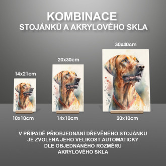 Rodézsky ridgeback akvarel