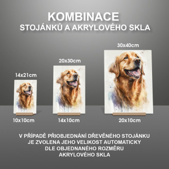 Zlatý retriever akvarel