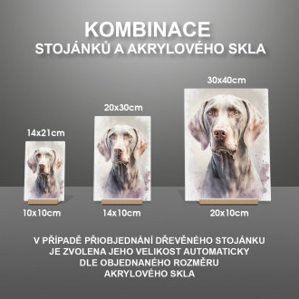 Weimarský stavač akvarel