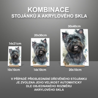 Affenpinscher pes akvarel