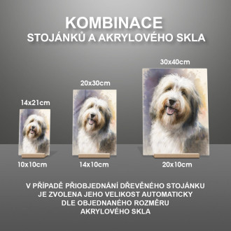 Bearded Collie akvarel