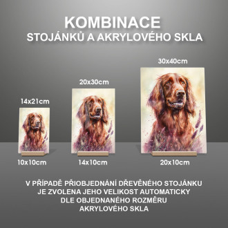 Írsky seter akvarel