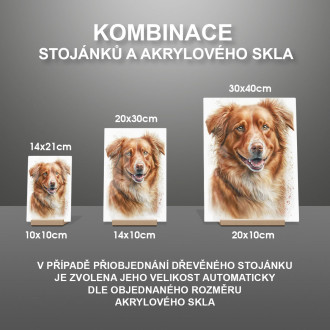 Nova Scotia Duck Toll Retriever akvarel