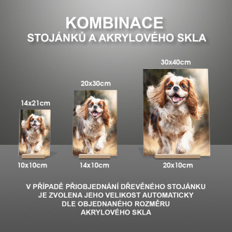 Cavalier King Charles Španiel akvarel