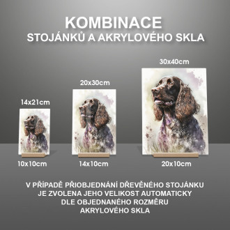 Poľný španiel akvarel