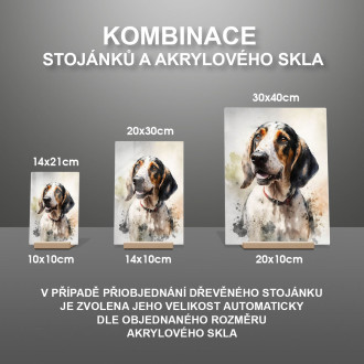 Americký anglický coonhound akvarel