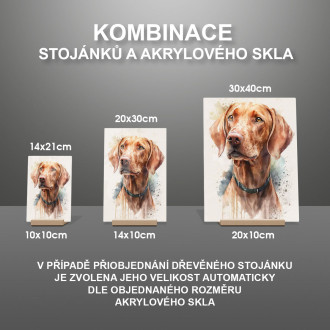 Vizsla akvarel