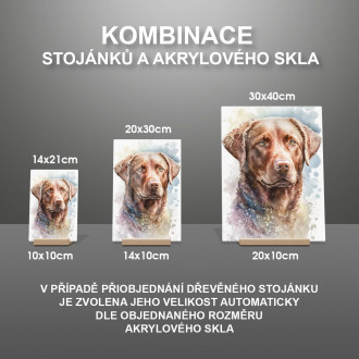 Chesapeake Bay retriever akvarel