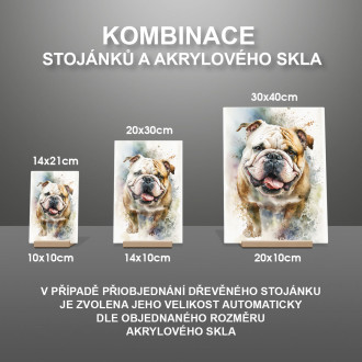 Buldog akvarel