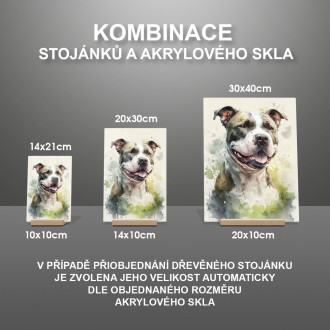 Stafordšírsky bulteriér akvarel