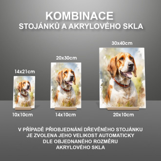 Americký foxhound akvarel