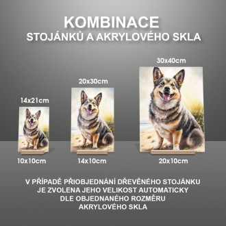 Švédsky Vallhund akvarel