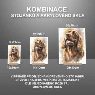 Sussex španiel akvarel