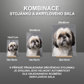 Shih Tzu realistic