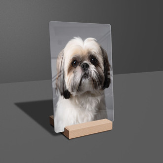 Shih Tzu realistic