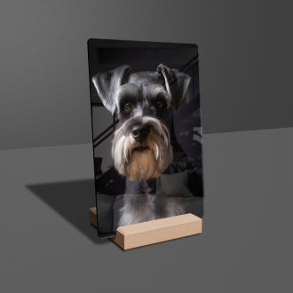 Malý bradáč realistic