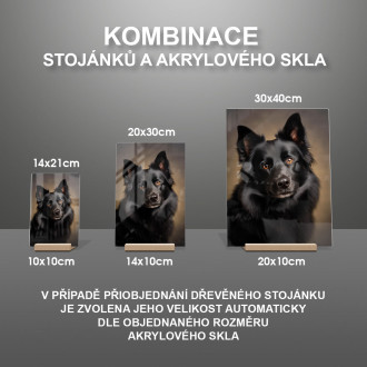 Schipperke realistic