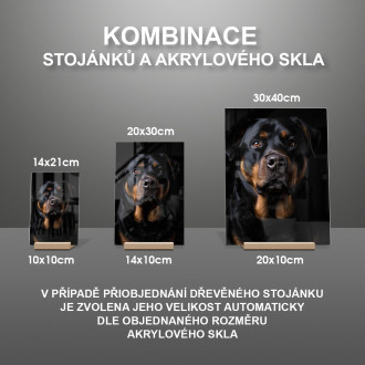 Rotvajler realistic