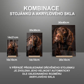 Írsky vodný španiel realistic
