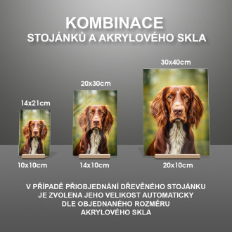 Írsky červeno-biely seter realistic