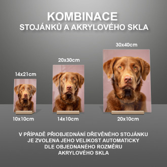 Chesapeake Bay retriever realistic