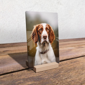 Welsh Springer Spaniel realistic