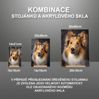 Shetlandský ovčiak realistic