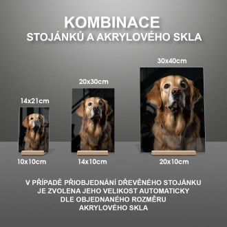 Zlatý retriever realistic