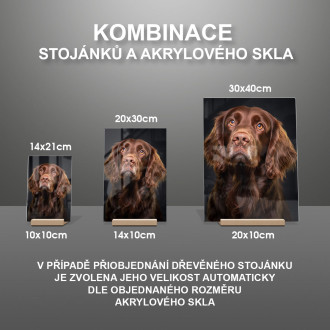 Sussex španiel realistic
