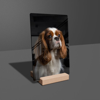 Cavalier King Charles Španiel realistic