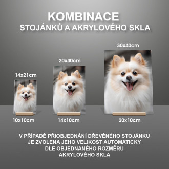 Pomeranian realistic