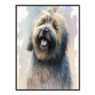 Briard akvarel