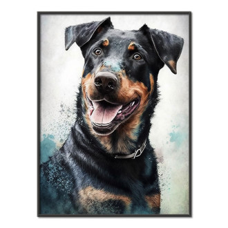 Beauceron akvarel